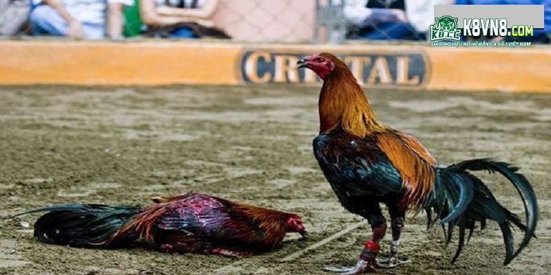 Đá gà Peru tiết kiệm được thời gian