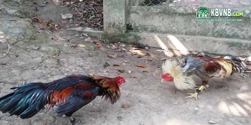 Đặc điểm giống gà Peru phổ biến nhất tại Việt Nam